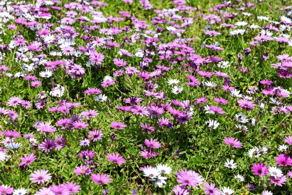 407 - LSI USA24 - GOLF